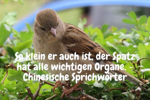 kleiner Vogel mit chinesischem Spruch: So klein er auch ist, der Spatz hat alle wichtigen Organe. - Chinesische Sprichwörter