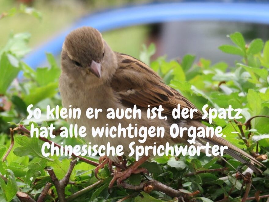 kleiner Vogel mit chinesischem Spruch: So klein er auch ist, der Spatz hat alle wichtigen Organe. - Chinesische Sprichwörter